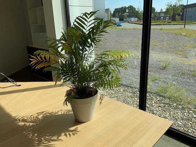 Hydrocultuur kamerplant op zuil - afbeelding 5 van  5