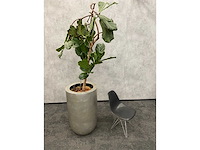 Hydrocultuur plant met pot - ficus lyrata - afbeelding 4 van  11