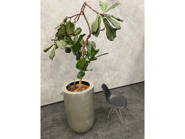 Hydrocultuur plant met pot - ficus lyrata - afbeelding 5 van  11