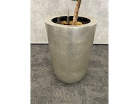 Hydrocultuur plant met pot - ficus lyrata - afbeelding 6 van  11