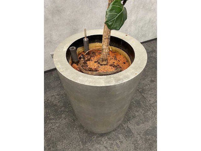 Hydrocultuur plant met pot - ficus lyrata - afbeelding 7 van  11