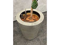 Hydrocultuur plant met pot - ficus lyrata - afbeelding 7 van  11