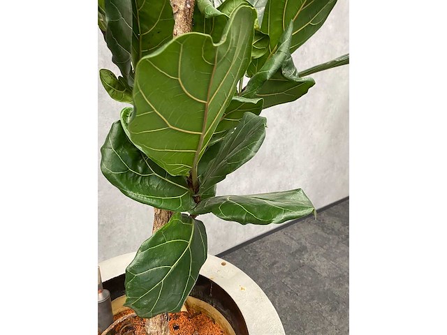 Hydrocultuur plant met pot - ficus lyrata - afbeelding 8 van  11
