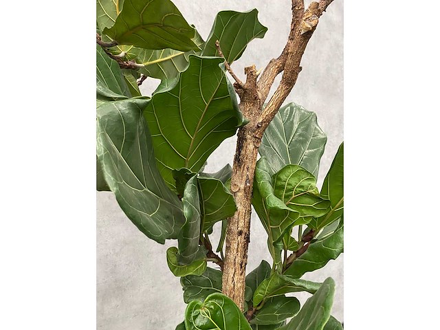 Hydrocultuur plant met pot - ficus lyrata - afbeelding 9 van  11