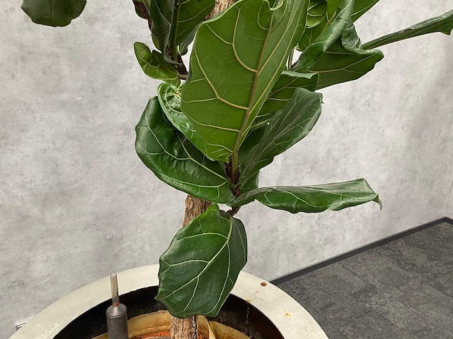 Hydrocultuur plant met pot - ficus lyrata - afbeelding 10 van  11