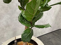 Hydrocultuur plant met pot - ficus lyrata - afbeelding 10 van  11