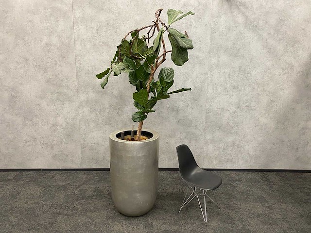 Hydrocultuur plant met pot - ficus lyrata - afbeelding 1 van  11