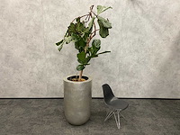 Hydrocultuur plant met pot - ficus lyrata - afbeelding 1 van  11