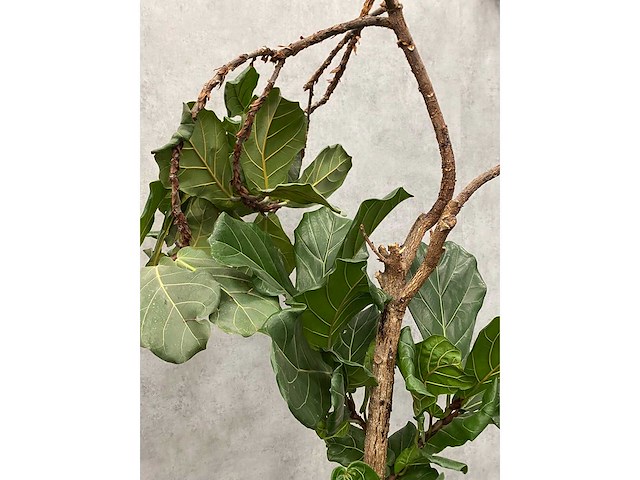 Hydrocultuur plant met pot - ficus lyrata - afbeelding 11 van  11