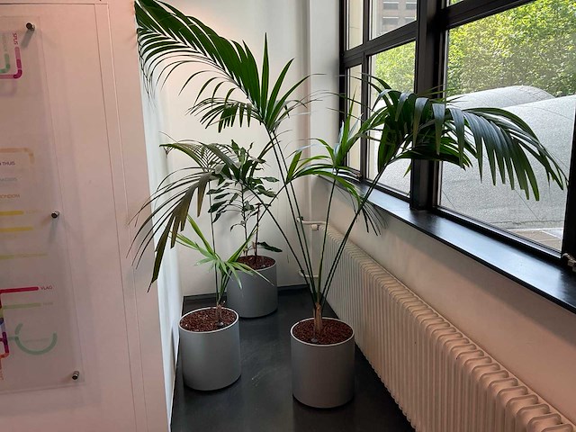 Hydrocultuur plant met pot (3x) - afbeelding 1 van  2