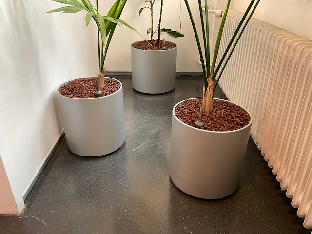 Hydrocultuur plant met pot (3x) - afbeelding 2 van  2