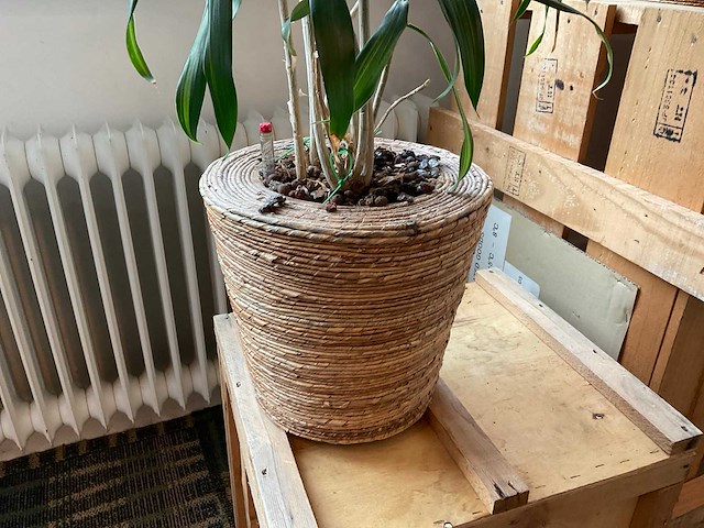 Hydrocultuur plant met pot op kist (2x) - afbeelding 2 van  5