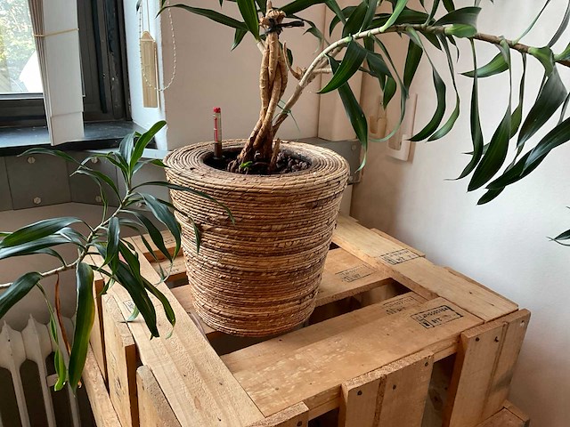 Hydrocultuur plant met pot op kist (2x) - afbeelding 4 van  5