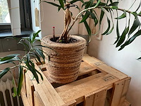 Hydrocultuur plant met pot op kist (2x) - afbeelding 4 van  5