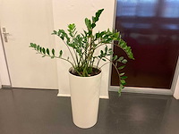 Hydrocultuur plant met pot - afbeelding 1 van  2
