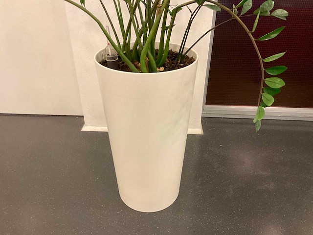 Hydrocultuur plant met pot - afbeelding 2 van  2