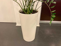 Hydrocultuur plant met pot - afbeelding 2 van  2