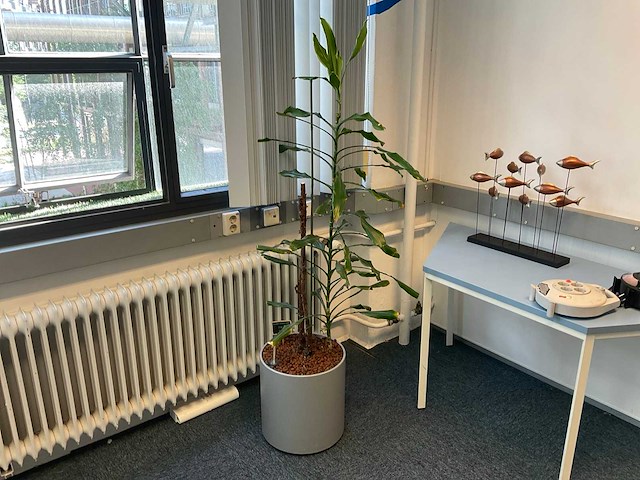 Hydrocultuur plant met pot - afbeelding 1 van  2