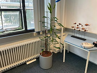 Hydrocultuur plant met pot - afbeelding 1 van  2