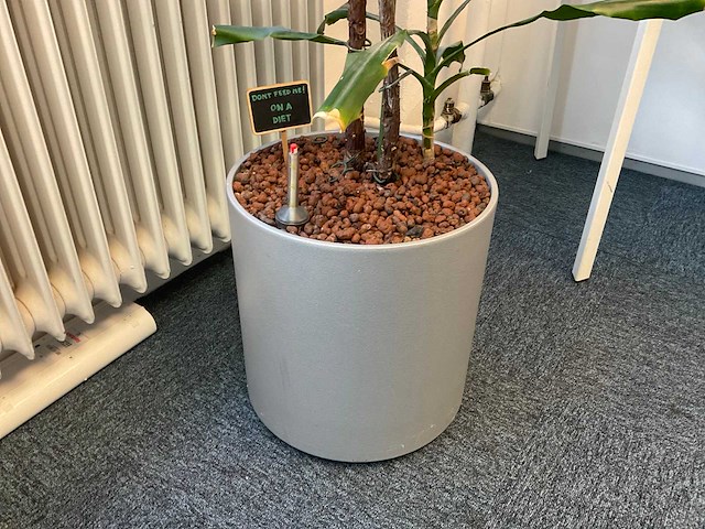 Hydrocultuur plant met pot - afbeelding 2 van  2