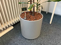 Hydrocultuur plant met pot - afbeelding 2 van  2