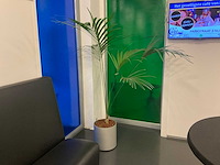 Hydrocultuur plant met pot - afbeelding 1 van  2