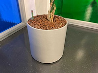 Hydrocultuur plant met pot - afbeelding 2 van  2