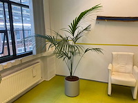 Hydrocultuur plant met pot - afbeelding 1 van  2