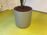 Hydrocultuur plant met pot - afbeelding 2 van  2