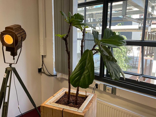 Hydrocultuur plant met pot - afbeelding 3 van  3