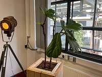 Hydrocultuur plant met pot - afbeelding 3 van  3