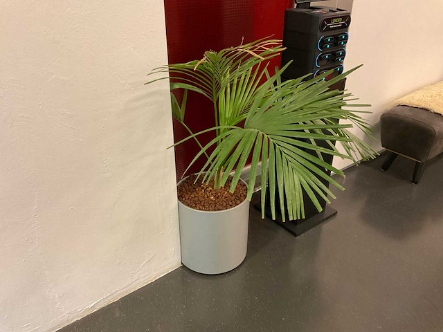 Hydrocultuur plant met pot - afbeelding 1 van  1