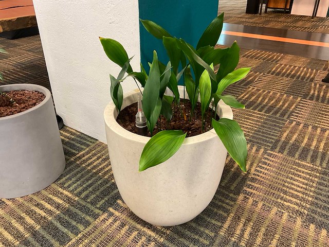 Hydrocultuur plant met pot - afbeelding 1 van  2