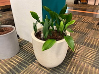 Hydrocultuur plant met pot - afbeelding 1 van  2