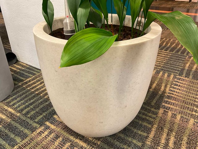 Hydrocultuur plant met pot - afbeelding 2 van  2