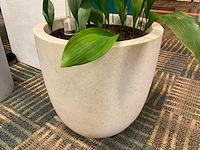 Hydrocultuur plant met pot - afbeelding 2 van  2