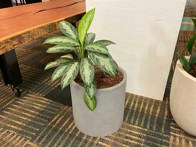 Hydrocultuur plant met pot - afbeelding 1 van  1