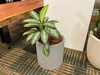 Hydrocultuur plant met pot - afbeelding 1 van  1