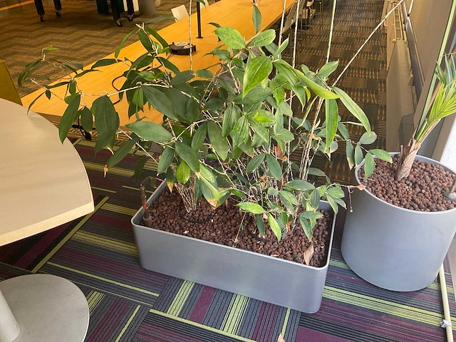 Hydrocultuur plant met pot - afbeelding 1 van  2