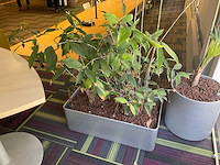 Hydrocultuur plant met pot - afbeelding 1 van  2