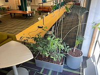 Hydrocultuur plant met pot - afbeelding 2 van  2