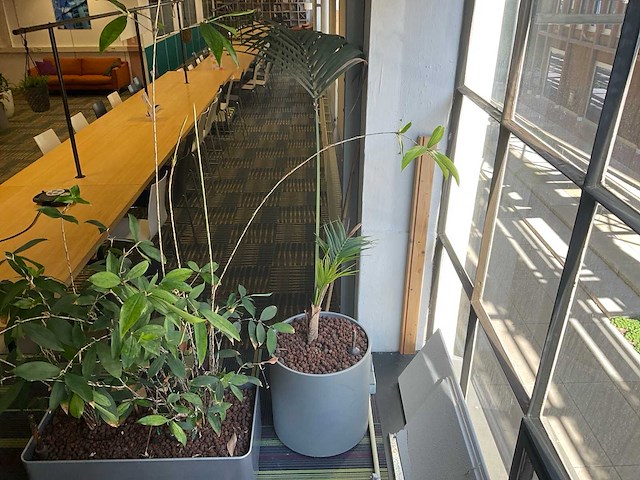 Hydrocultuur plant met pot - afbeelding 1 van  1