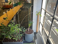 Hydrocultuur plant met pot - afbeelding 1 van  1