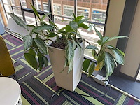 Hydrocultuur plant met pot - afbeelding 1 van  2
