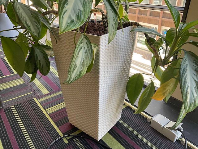 Hydrocultuur plant met pot - afbeelding 2 van  2