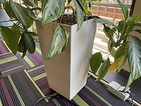 Hydrocultuur plant met pot - afbeelding 2 van  2