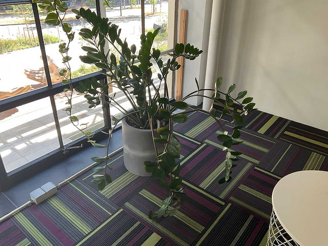 Hydrocultuur plant met pot - afbeelding 1 van  2