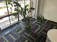 Hydrocultuur plant met pot - afbeelding 1 van  2