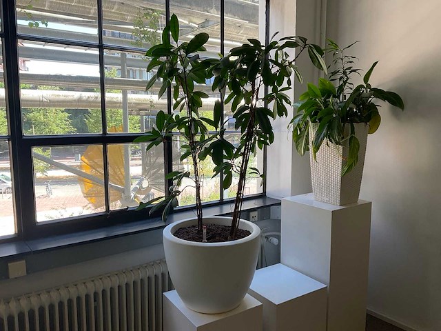 Hydrocultuur plant met pot - afbeelding 1 van  2