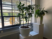 Hydrocultuur plant met pot - afbeelding 1 van  2